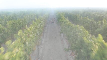 С помощью беспилотника сняли порнофильм Drone Boning